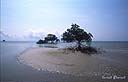 083Mangrove beach.jpg
